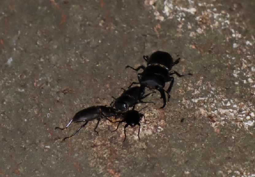 コクワガタ4♂_右サイド目線より2ｍ上-シラカシ_2023年8月16日20時30分 気温26.8度